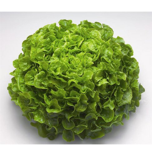 Pflücksalat Eichblatt Bio-Hardy Samen Pflücksalat Eichblatt Bio-Hardy Samen von Dürr