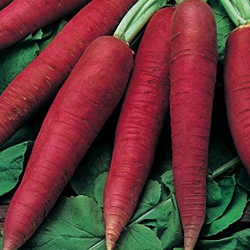 Rettich Ostergruß leuchtend dunkelrosa Samen Rettich Ostergruß leuchtend dunkelrosa Samen von Dürr