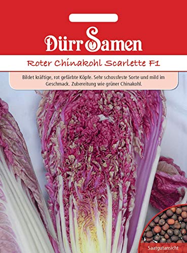 Roter Chinakohl scarlette F1 von Dürr