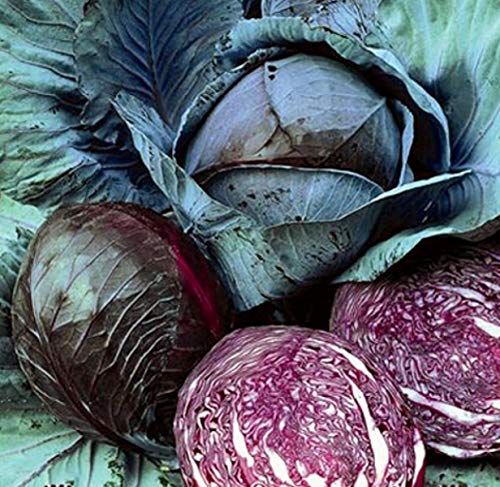 Rotkohl Bandolero Herbst/Lagersorte Züchtersaat Samen Rotkohl Bandolero Herbst/Lagersorte Züchtersaat Samen von Dürr