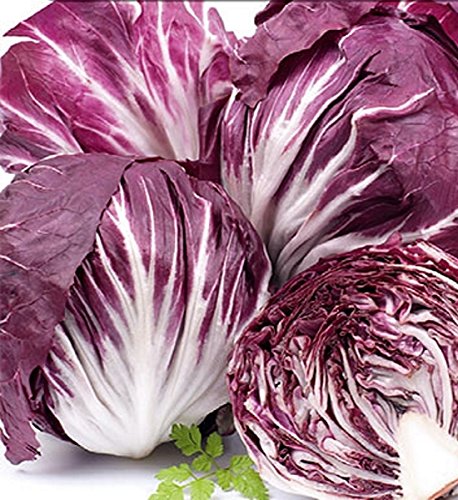 Salat Zichoriensalat Radicchio Palla Rossa Samen von Dürr