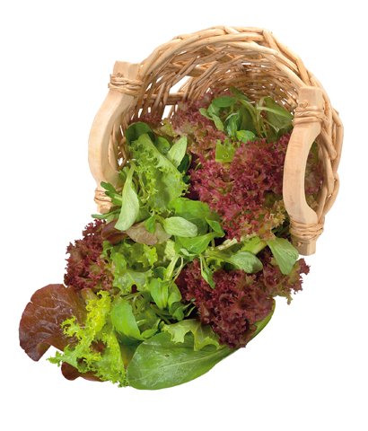 Schnittsalat Misticanza Samen von Dürr