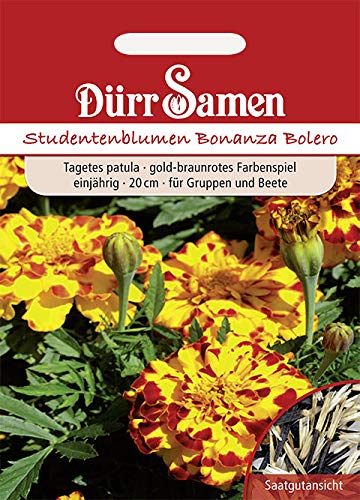 Tagetes Studentenblumen Bolero Samen von Dürr
