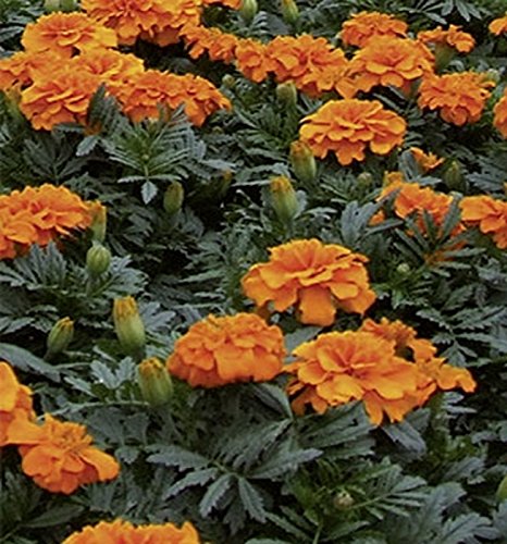 Tagetes Studentenblumen Orange Boy Samen von Dürr