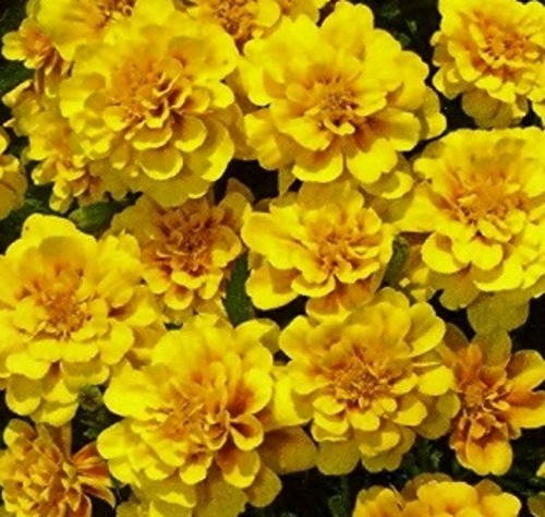 Tagetes Studentenblumen Yellow Boy Samen von Dürr-Samen