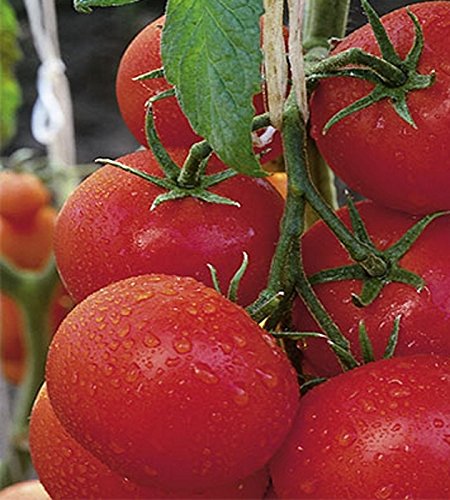 Tomaten BIO Geschmackstomaten Berner Rose, keine Hybride! von Dürr