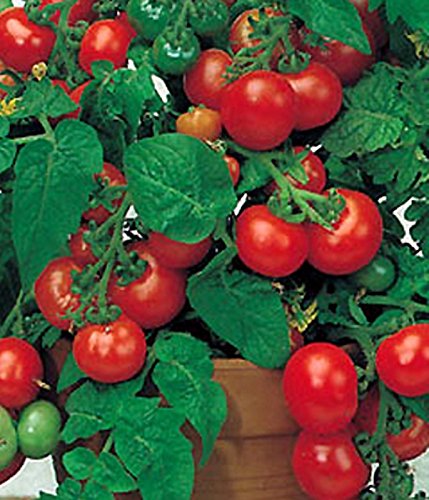 Tomaten Balkon Topf Tomate Balkonstar Höhe 40-50 cm Samen von Dürr