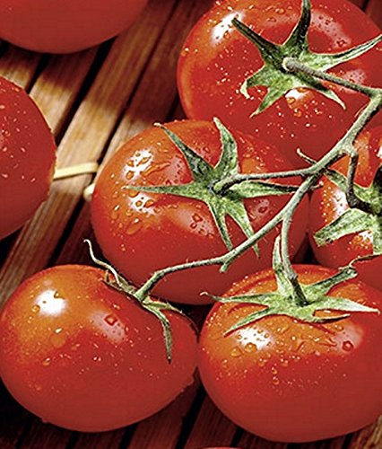 Tomaten Hellfrucht Samen keine Hybride! von Dürr