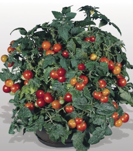 Tomaten Obsttomate Benarys Gartenfreude Samen Tomaten Obsttomate Benarys Gartenfreude Samen von Dürr