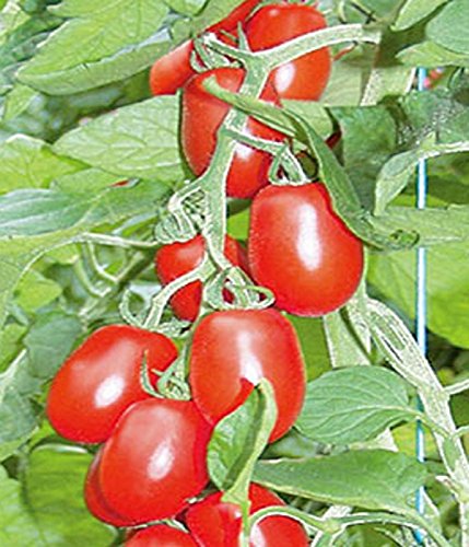 Tomaten Ravello Mini-Roma Cocktail Tomate von Dürr