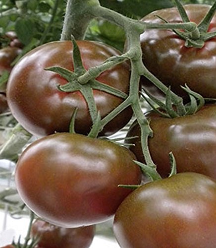 Tomaten Schokoladen Tomate Sacher F1-Hybride Samen von Dürr-Samen