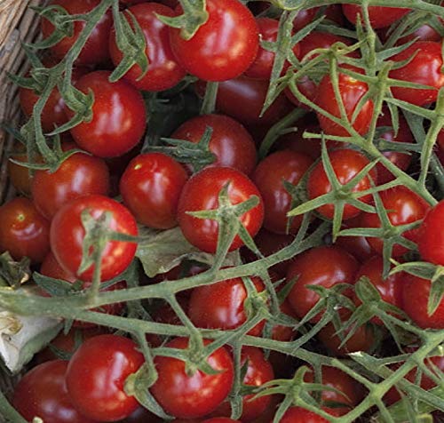 Tomaten Wildtomaten Rote Murmel Samen keine Hybride! von Dürr