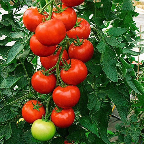 Tomatensamen Sparta F1 Tomatensamen Sparta F1 von Dürr