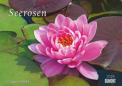 Seerosen 2024 - Bildkalender 42x29,7 cm - Blumenkalender im Querformat - Blumen - Wandplaner - Wandkalender von Dumont Kalenderverlag