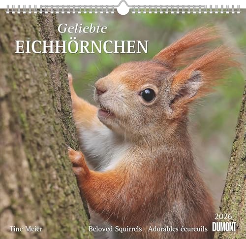 Geliebte Eichhörnchen 2026 - DUMONT Wandkalender - mit den wichtigsten Feiertagen - Format 38,0 x 35,5 cm: Beloved Squirrels - Adorables ecureuils von Dumont