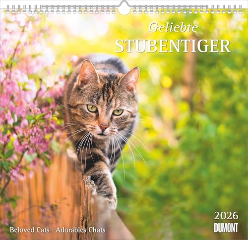 Geliebte Stubentiger 2026 - DUMONT Wandkalender - mit den wichtigsten Feiertagen - Format 38,0 x 35,5 cm: Beloved Cats - Adorables Chats von DUMONT