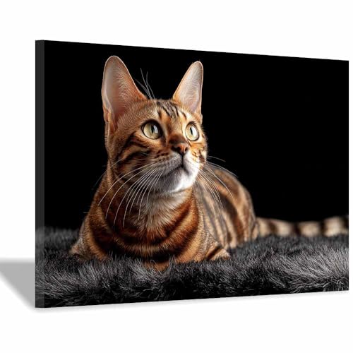 DunPei Wandkunst auf Leinwand mit Tiermotiv Eine intime Katze Poster an der Wand sind auch ideale Geschenke für Familie Paare(Braun09)-30x45cm Gerahmt von DunPei