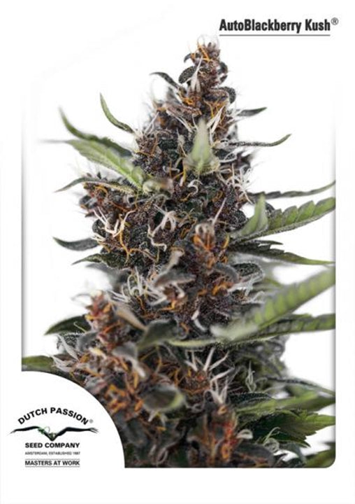 Blackberry Kush von Dutch Passion