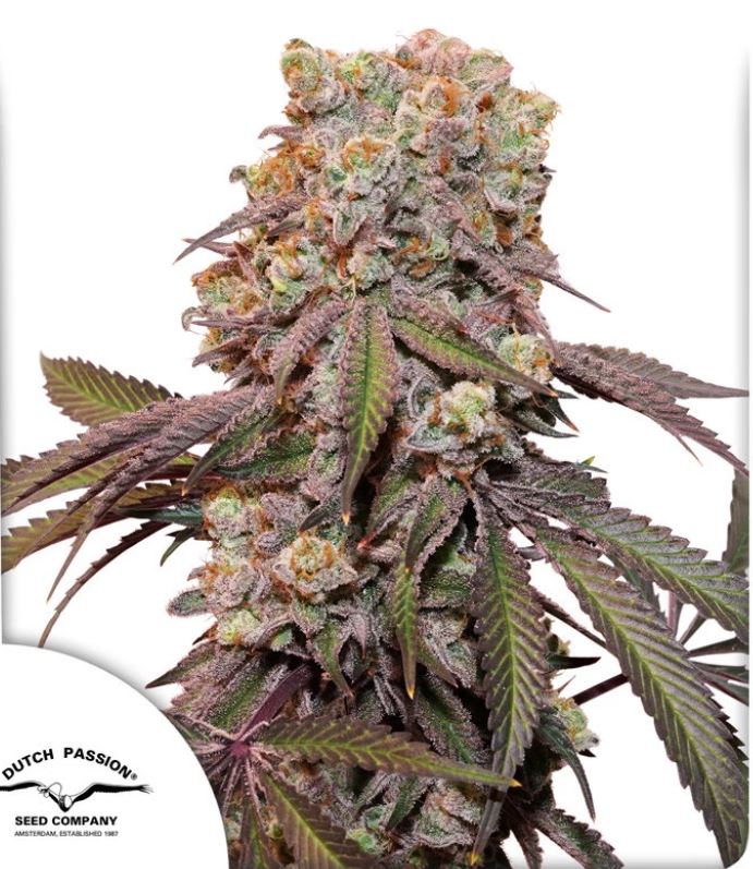 Candy Bubatz XL von Dutch Passion