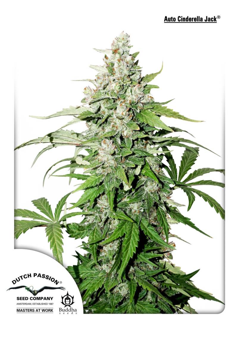 Cinderella Jack von Dutch Passion