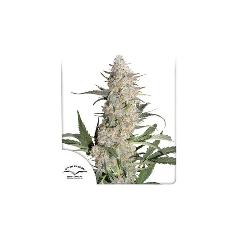 Critical Orange Punch von Dutch Passion