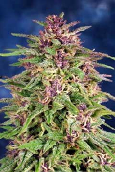 Frisian Dew Frisian Dew von Dutch Passion
