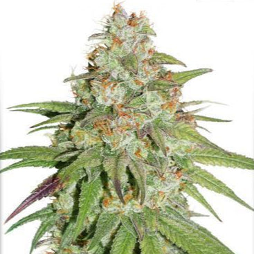 Glueberry O.G. von Dutch Passion