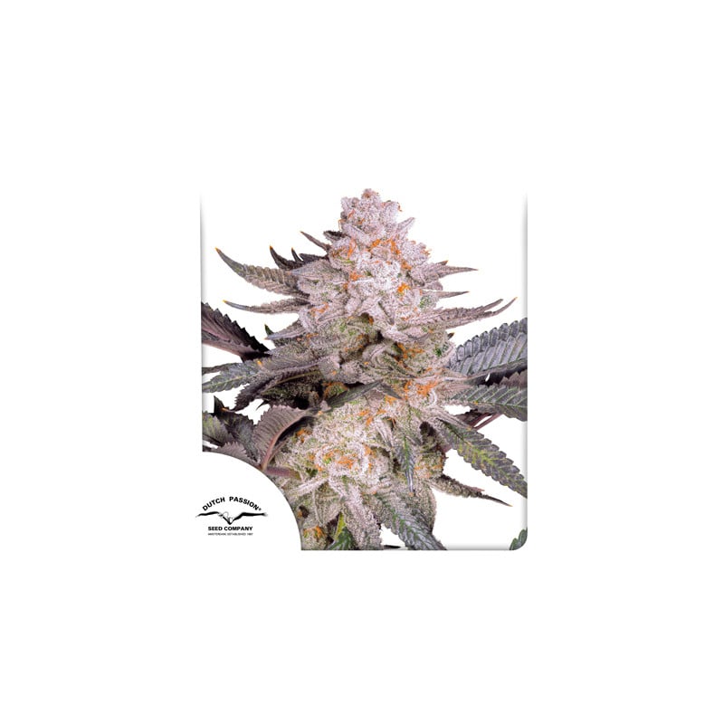 Orange Bud 2.0 Orange Bud 2.0 von Dutch Passion