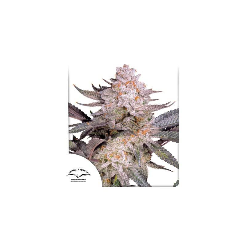 Orange Bud 2.0 von Dutch Passion