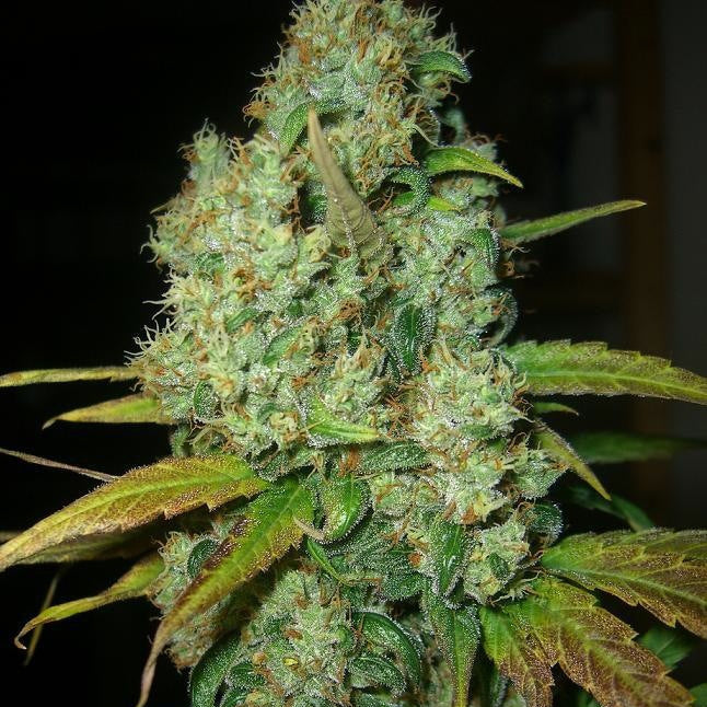 Power Plant von Dutch Passion