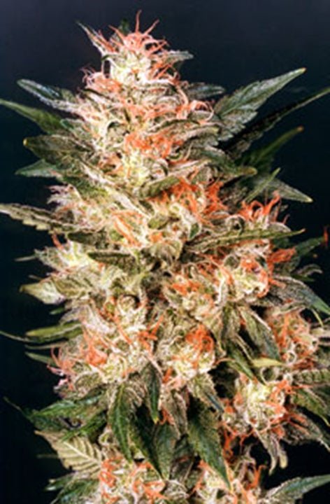 White Widow Dutch Passion von Dutch Passion