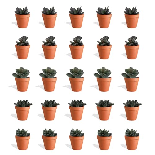 DutchLeafs Adromischus Mix 20 Stück Verschiedene Mini-Sukkulenten im Ø 7 cm Terrakotta Blumentopf - Crassulaceae Sukkulent Kleine Pflanzen Sammlung Pflegeleichte Zimmerpflanzen - Höhe 8-15 cm von DutchLeafs