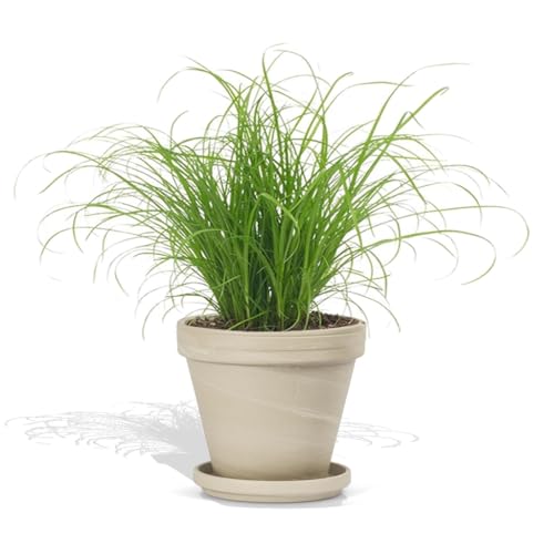 DutchLeafs Cyperus Zumula Echtes Katzengras im Terrakotta Blumentopf Granit 1 Stück - Topf 12 cm - Frisches Katzengras für Katzen Fertig Zyperngras Pflegeleichte Zimmerpflanze - Höhe 20-25 cm von DutchLeafs