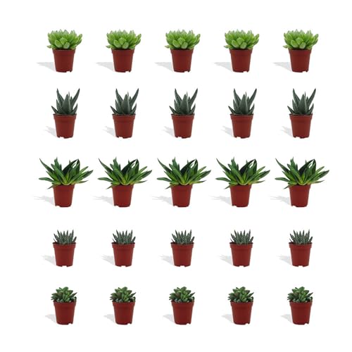 DutchLeafs Haworthia Mix 20 Stück Verschiedene Mini-Sukkulenten - Topf 5,5 cm - Asphodeloideae Sukkulent Kleine Pflanzen Sammlung Pflegeleichte Zimmerpflanzen - Höhe 8-15 cm von DutchLeafs