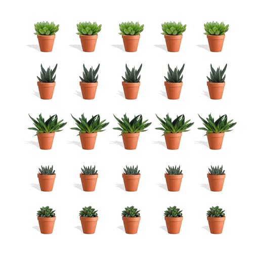 DutchLeafs Haworthia Mix 20 Stück Verschiedene Mini-Sukkulenten im Ø 7 cm Terrakotta Blumentopf - Asphodeloideae Sukkulent Kleine Pflanzen Sammlung Pflegeleichte Zimmerpflanzen - Höhe 8-15 cm von DutchLeafs