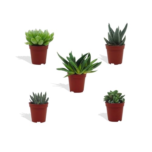 DutchLeafs Haworthia Mix 5 Stück Verschiedene Mini-Sukkulenten - Topf 5,5 cm - Asphodeloideae Sukkulent Kleine Pflanzen Sammlung Pflegeleichte Zimmerpflanzen - Höhe 8-15 cm DutchLeafs Haworthia Mix 5 Stück Verschiedene Mini-Sukkulenten - Topf 5,5 cm - Asphodeloideae Sukkulent Kleine Pflanzen Sammlung Pflegeleichte Zimmerpflanzen - Höhe 8-15 cm von DutchLeafs