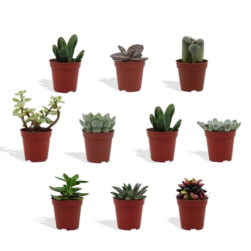 DutchLeafs Mini-Sukkulenten Mix 10 Stück Verschiedene Mini-Sukkulenten - Topf 5,5 cm - Kleine Pflanzen Mischung Sukkulenten Starter Set Pflegeleichte Zimmerpflanzen - Höhe 8-15 cm DutchLeafs Mini-Sukkulenten Mix 10 Stück Verschiedene Mini-Sukkulenten - Topf 5,5 cm - Kleine Pflanzen Mischung Sukkulenten Starter Set Pflegeleichte Zimmerpflanzen - Höhe 8-15 cm von DutchLeafs