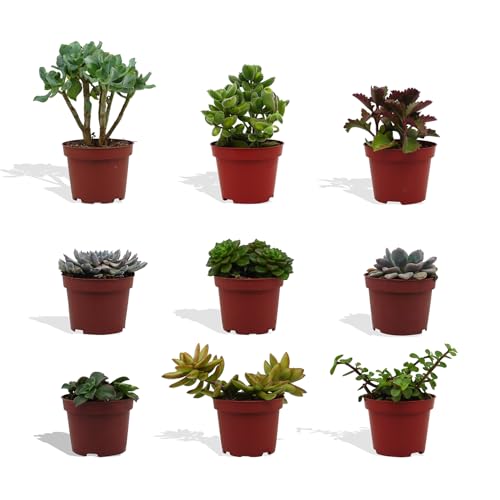 DutchLeafs Sukkulenten Mix 9 Stück Verschiedene Sukkulenten - Topf 10 cm - Kleine Pflanzen Mischung Sukkulenten Starter Set Pflegeleichte Zimmerpflanzen - Höhe 15-20 cm DutchLeafs Sukkulenten Mix 9 Stück Verschiedene Sukkulenten - Topf 10 cm - Kleine Pflanzen Mischung Sukkulenten Starter Set Pflegeleichte Zimmerpflanzen - Höhe 15-20 cm von DutchLeafs