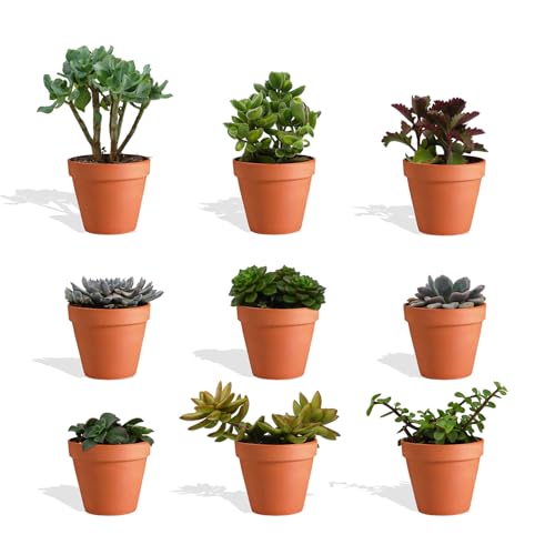 DutchLeafs Sukkulenten Mix 9 Stück Verschiedene Sukkulenten im Ø 14 cm Terrakotta Blumentopf - Kleine Pflanzen Mischung Sukkulenten Starter Set Pflegeleichte Zimmerpflanzen - Höhe 15-20 cm von DutchLeafs