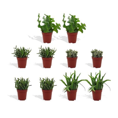 DutchLeafs Rhipsalis Mix 10 Stück Verschiedene Mini-Sukkulenten - Topf 5,5 cm - Cactaceae Rutenkaktus Korallenkaktus Sukkulent Kleine Pflanzen Pflegeleicht - Höhe 8-15 cm DutchLeafs Rhipsalis Mix 10 Stück Verschiedene Mini-Sukkulenten - Topf 5,5 cm - Cactaceae Rutenkaktus Korallenkaktus Sukkulent Kleine Pflanzen Pflegeleicht - Höhe 8-15 cm von DutchLeafs