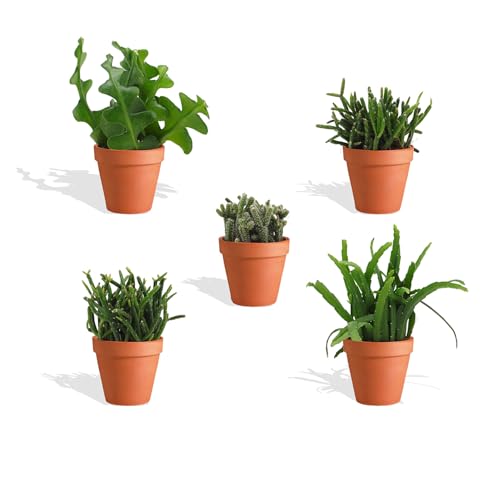 DutchLeafs Rhipsalis Mix 5 Stück Verschiedene Mini-Sukkulenten im Ø 7 cm Terrakotta Blumentopf - Cactaceae Rutenkaktus Korallenkaktus Sukkulent Kleine Pflanzen Pflegeleicht - Höhe 8-15 cm DutchLeafs Rhipsalis Mix 5 Stück Verschiedene Mini-Sukkulenten im Ø 7 cm Terrakotta Blumentopf - Cactaceae Rutenkaktus Korallenkaktus Sukkulent Kleine Pflanzen Pflegeleicht - Höhe 8-15 cm von DutchLeafs