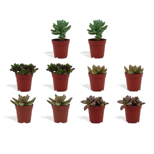 DutchLeafs Sedum Mix 10 Stück Verschiedene Mini-Sukkulenten - Topf 5,5 cm - Crassulaceae Mauerpfeffer Fetthennen Sukkulent Kleine Pflanzen Sammlung Pflegeleicht - Höhe 8-15 cm DutchLeafs Sedum Mix 10 Stück Verschiedene Mini-Sukkulenten - Topf 5,5 cm - Crassulaceae Mauerpfeffer Fetthennen Sukkulent Kleine Pflanzen Sammlung Pflegeleicht - Höhe 8-15 cm von DutchLeafs