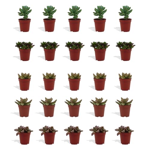 DutchLeafs Sedum Mix 20 Stück Verschiedene Mini-Sukkulenten - Topf 5,5 cm - Crassulaceae Mauerpfeffer Fetthennen Sukkulent Kleine Pflanzen Sammlung Pflegeleicht - Höhe 8-15 cm von DutchLeafs