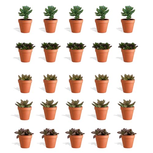 DutchLeafs Sedum Mix 20 Stück Verschiedene Mini-Sukkulenten im Ø 7 cm Terrakotta Blumentopf - Crassulaceae Mauerpfeffer Fetthennen Sukkulent Kleine Pflanzen Sammlung Pflegeleicht - Höhe 8-15 cm DutchLeafs Sedum Mix 20 Stück Verschiedene Mini-Sukkulenten im Ø 7 cm Terrakotta Blumentopf - Crassulaceae Mauerpfeffer Fetthennen Sukkulent Kleine Pflanzen Sammlung Pflegeleicht - Höhe 8-15 cm von DutchLeafs