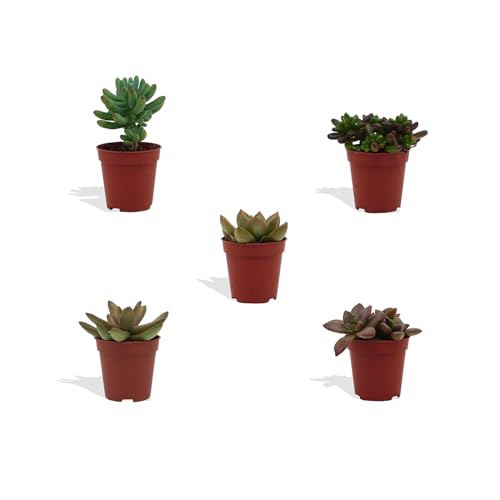 DutchLeafs Sedum Mix 5 Stück Verschiedene Mini-Sukkulenten - Topf 5,5 cm - Asphodeloideae Sukkulent Kleine Pflanzen Sammlung Pflegeleichte Zimmerpflanzen - Höhe 8-15 cm von DutchLeafs