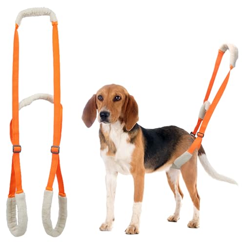 Duuclume Hunde Stützgeschirr für Rückenbeine, Hunde Hinterbeinstütze Hebehilfe mit Griff und Schultergurt, Welpe Hinterbein Rehabilitation Training Assistgürtel Hilft bei schlechter Stabilität, Orange Duuclume Hunde Stützgeschirr für Rückenbeine, Hunde Hinterbeinstütze Hebehilfe mit Griff und Schultergurt, Welpe Hinterbein Rehabilitation Training Assistgürtel Hilft bei schlechter Stabilität, Orange von Duuclume