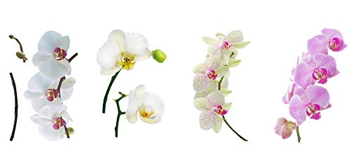 ewtshop® 8 x Fenstersticker Orchidee, Orchideen, Blume, Fensterbilder, Windowsticker, Fensterdeko, Fenster Tattoo, Fliesensticker, Fliesenaufkleber, Fensterfolie, mehrmals wiederverwendbar von ewtshop