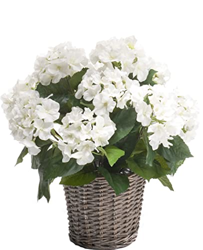 Easyplants Hortensienstrauch 45 cm im Korb von EASYPLANTS