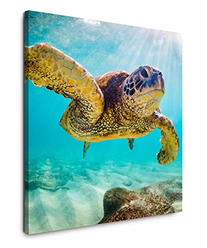 EAUZONE GmbH Schildkröte im Wasser 60x60cm Wandbild auf Leinwand, Kunstdruck Moderne Bilder von EAUZONE GmbH