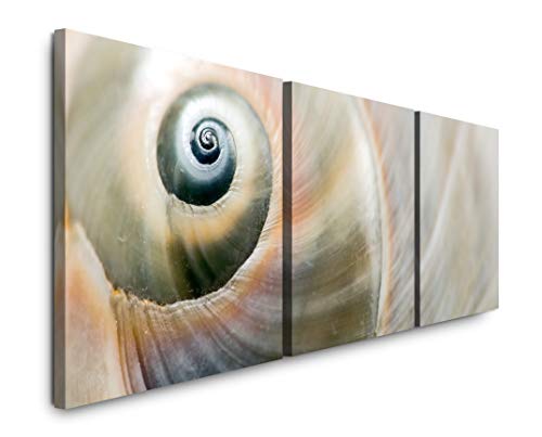 EAUZONE GmbH Schneckenhaus Nahaufnahme 220 x 70cm - 3 Bilder je 70x70cm Bild XXL Panorama Deko Wandbilder auf Leinwand EAUZONE GmbH Schneckenhaus Nahaufnahme 220 x 70cm - 3 Bilder je 70x70cm Bild XXL Panorama Deko Wandbilder auf Leinwand von EAUZONE GmbH